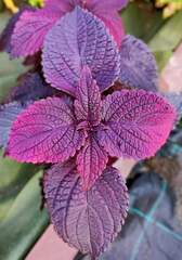 Manhattan Тай колеус КСР