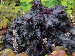 Гейхера Black Taffeta (Блэк Таффита)