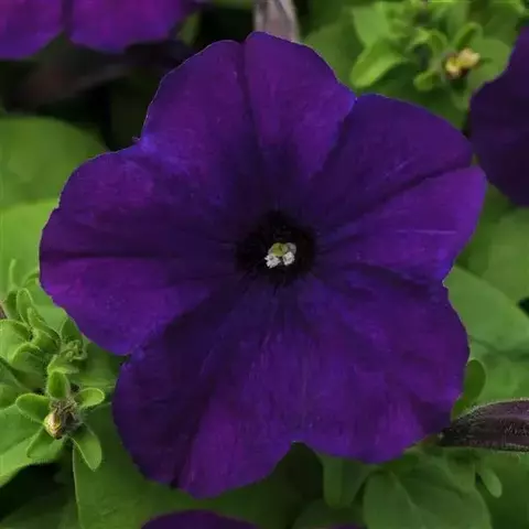 S60199 Петуния кустовая Multiflora LO RIDER® BLUE 100 шт.