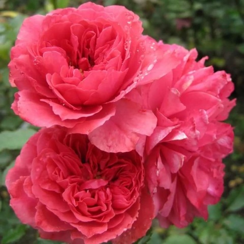 Розариум Ютерсен (Rosarium Uetersen)
