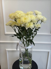 Хризантема в сливочном оттенке