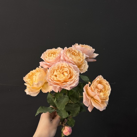 Роза пионовидная кустовая Darlington 50 см