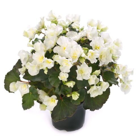 1286 Бегония BK Collection Glory White (Весна 2026)