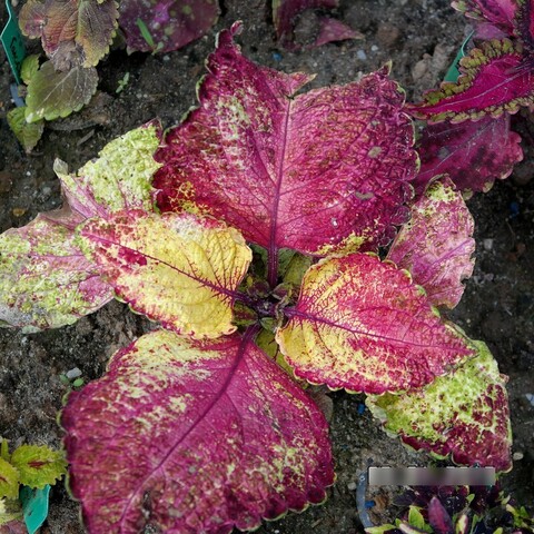 Карина колеус