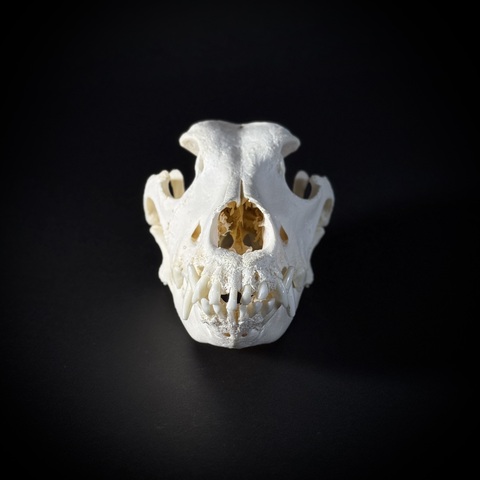 Череп собаки