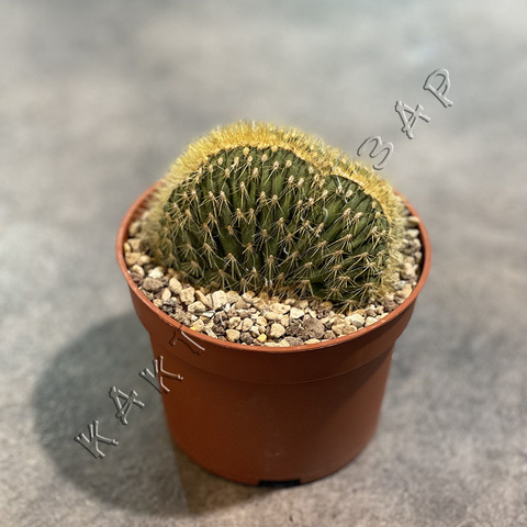 Эспостоа Гюнтери Кристата d10