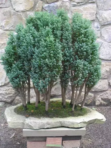 Кипарисовик Лавсона cupressus lawsoniana