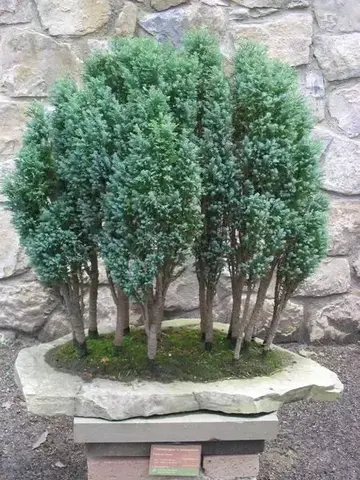 Кипарисовик Лавсона cupressus lawsoniana