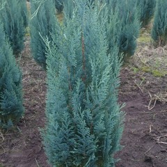 Кипарисовик Лавсона cupressus lawsoniana