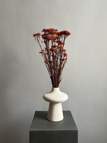 Озотамнус стабилизированный оранжевый