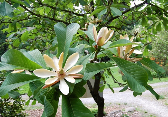 Магнолия лекарственная Magnolia officinalis