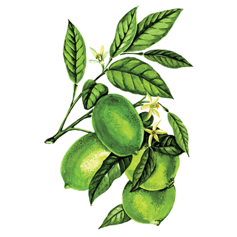 Сироп Лайм ProffSyrup