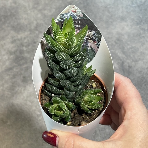 Хавортия Рейнвардта d7