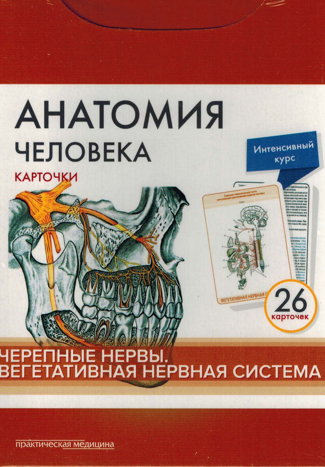 Каталог Анатомия человека: карточки (26 шт). Черепные нервы. Вегетативная нервная система kart1.jpg