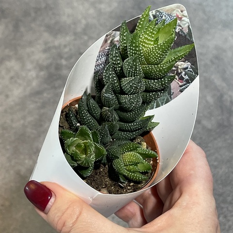 Хавортия Рейнвардта d7