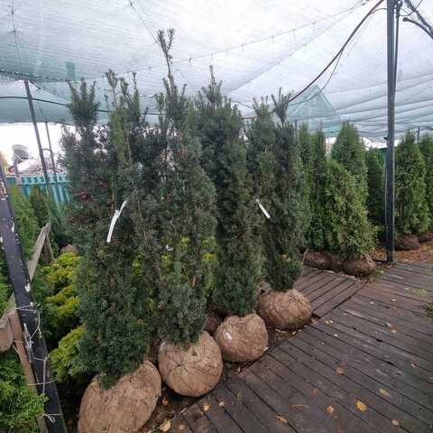 Тис средний Хикси | Taxus media Hicksii 140-160 см