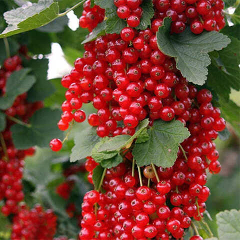 Смородина красная 