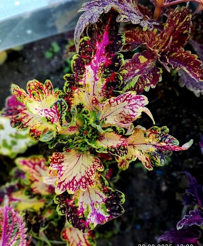 Сабрина колеус