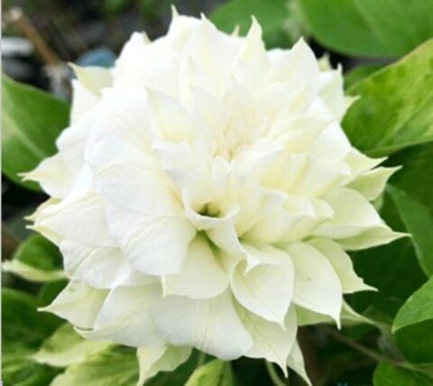 Клематис крупноцветковый Дачес оф Эдинбург