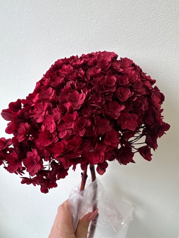 Гортензия стабилизированная сортовая Бордовый (12-15см)