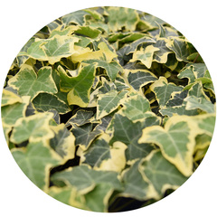 8402 Плющ HEDERA GOLD CHILD (ВЕСНА 2025)
