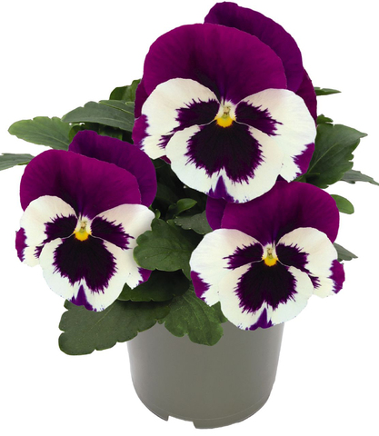S2567 Виола крупноцветковая XL Inspire DeluXXe White Violet Wing 5шт.