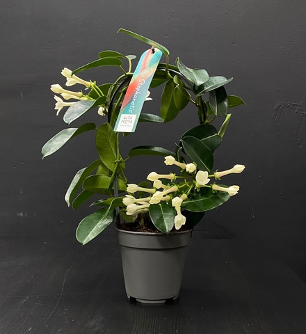 Стефанотис (Stephanotis)