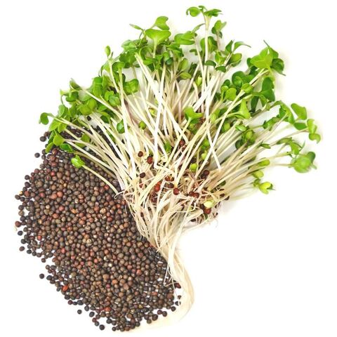 Семена для выращивания микрозелени Здоровья Клад Брокколи 50 г