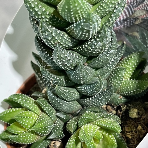 Хавортия Рейнвардта d7