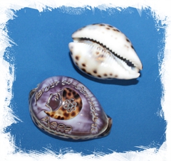 Каури с гравировкой "Дева"