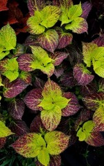 Penchan Тай колеус КСР