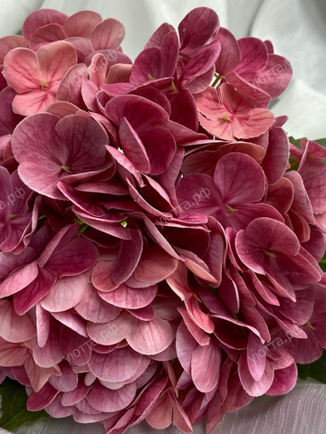 Гортензия садовая (Высота - 50 см) - Розовый - Купить