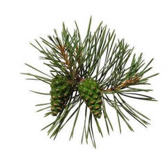 Эфирное масло Сосны (Pine) - 10 мл. Compagnie des Sens