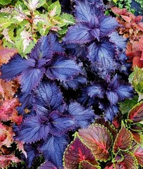 Plum Frost колеус КСР