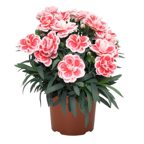 1643 Гвоздика Sprint Fancy Red (Весна 2026)