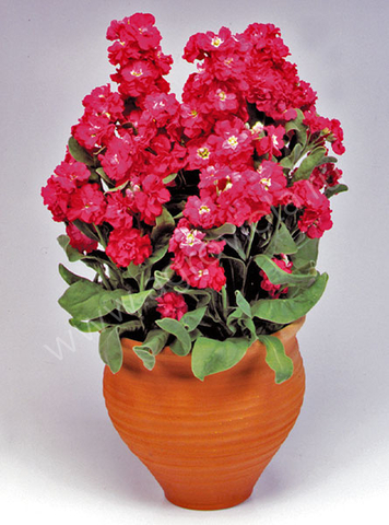 S5106 Маттиола Cinderella Red 100 шт.