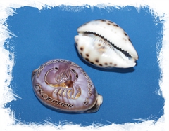 Каури с гравировкой "Скорпион"