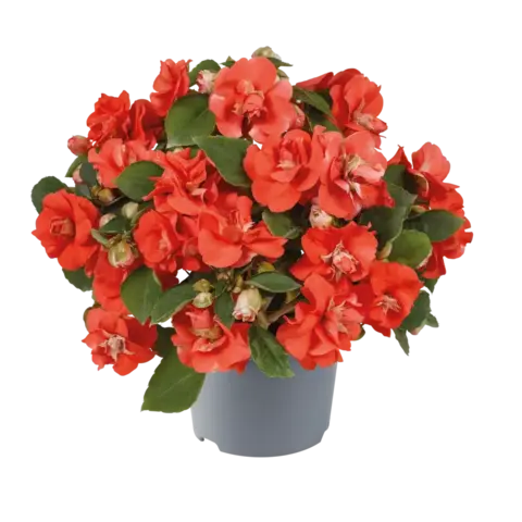 Бальзамин (Импатиенс)