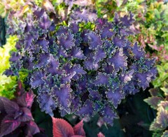 Maria Clara Тай колеус КСР