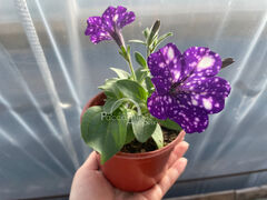 Петуния Найт Скай