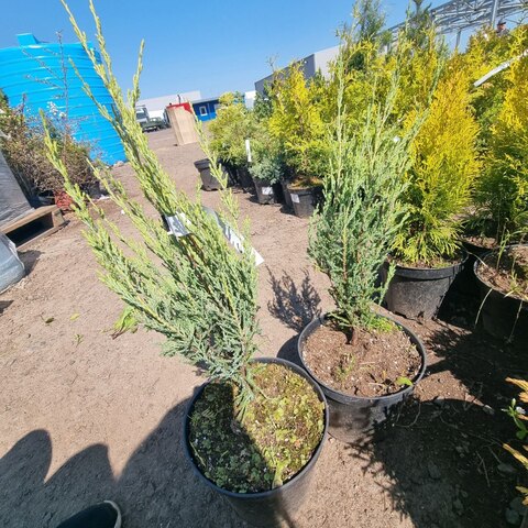 Можжевельник скальный Блю Эрроу