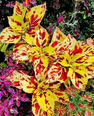 Presidio колеус КСР