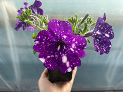 Петуния Найт Скай