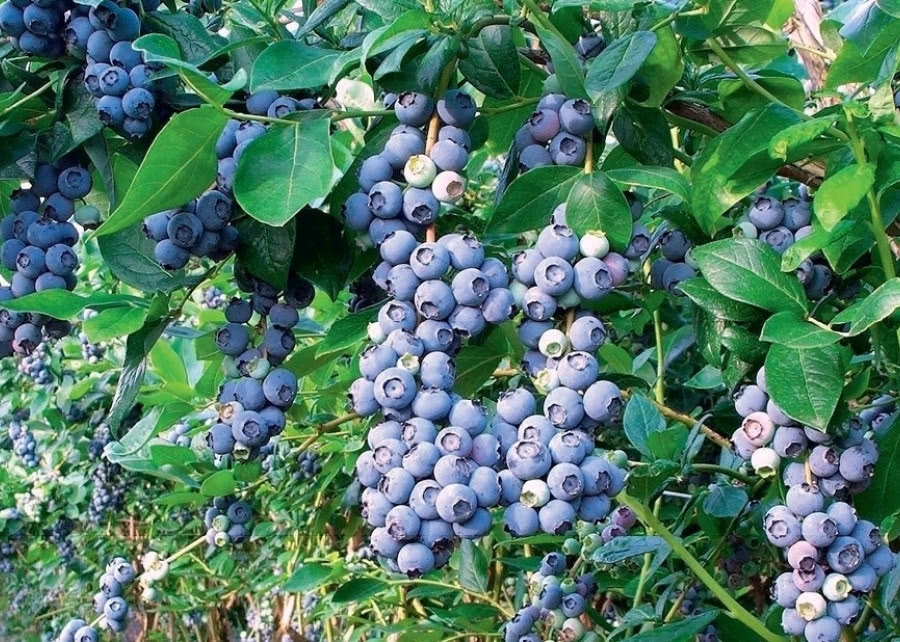 Голубика Блю кроп vaccinium corymbosum bluecrop