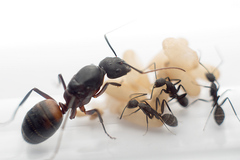 Муравьи Camponotus cruentatus (Крупные африканские муравьи)