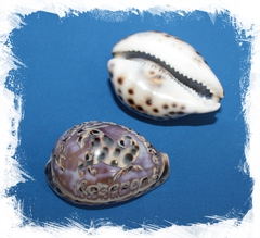 Каури с гравировкой "Козерог"