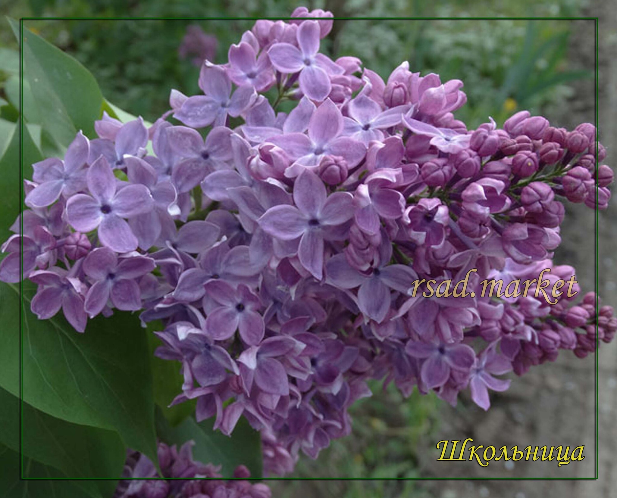 Низкорослые сорта сирени фото с описанием. Сирень Syringa vulgaris. Сирень обыкновенная (Syringa vulgaris). Сирень карликовая сирень. Сирень обыкновенная колхозница.