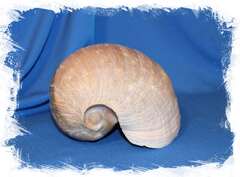 Мело цимбиум пепо (Cymbium pepo), 21см, 1шт