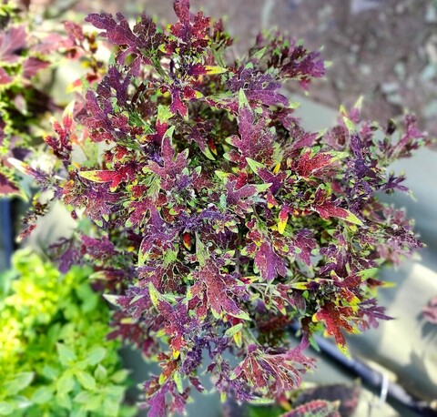 Lace Cascade Тай колеус_КСР