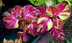 Волшебная мозаика UO колеус